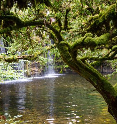 The Japanese Water Gardens