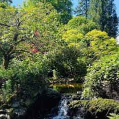 Japanese Water Gardens