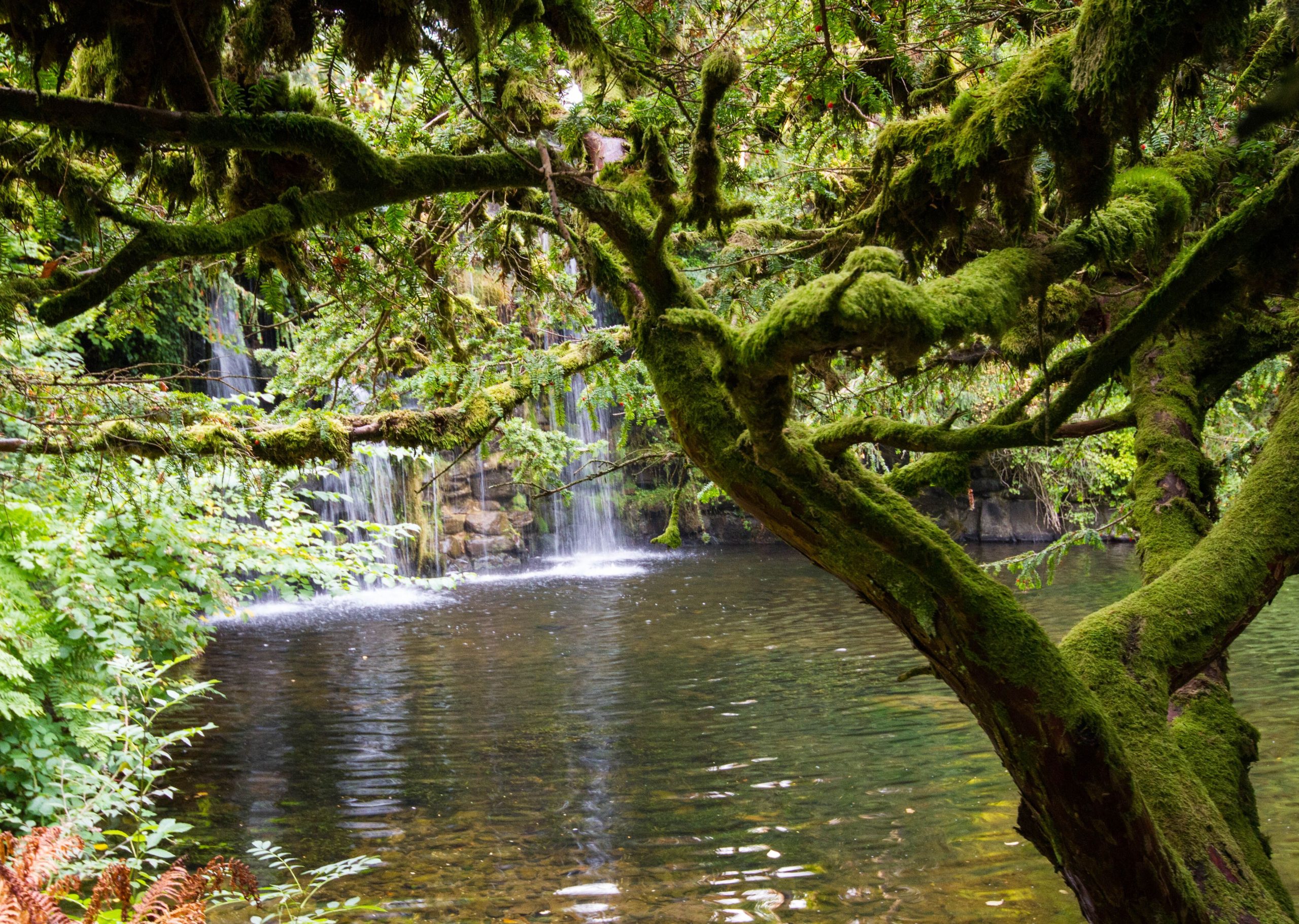 The Japanese Water Gardens